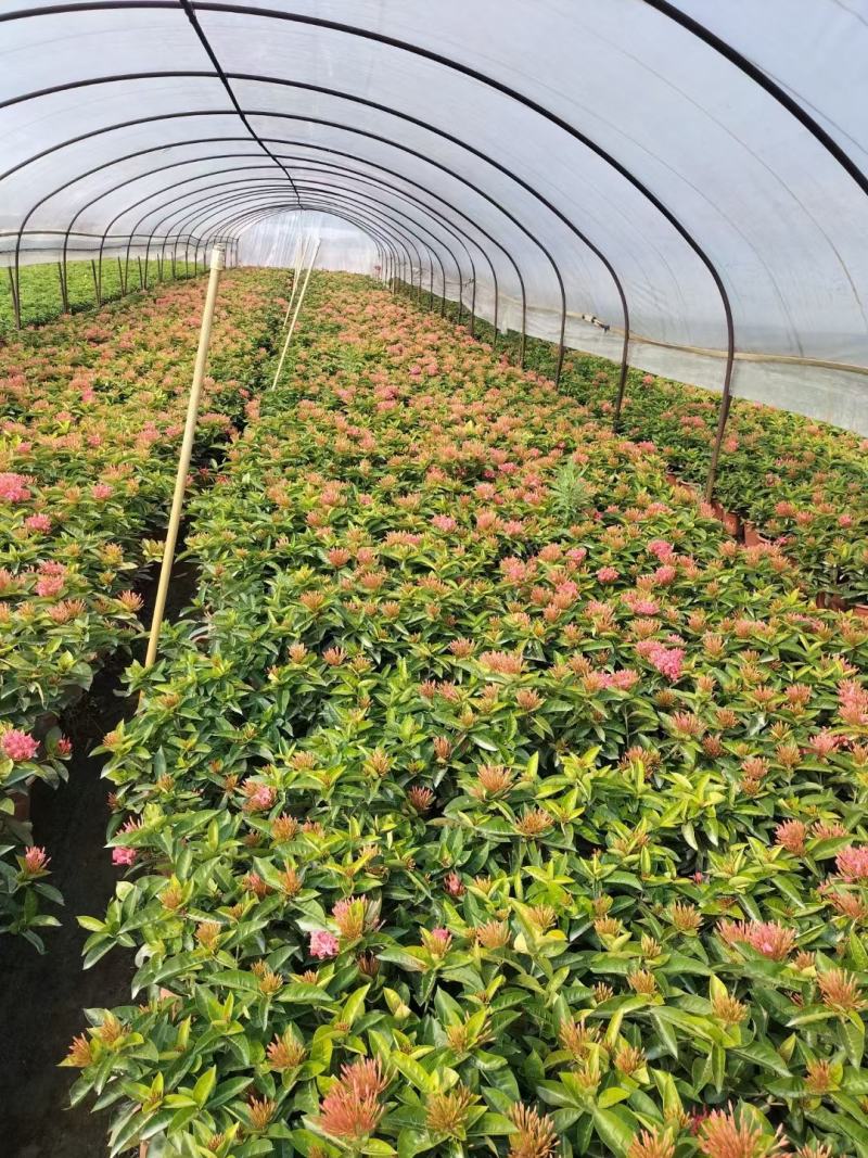 龙船花佛山基地直销一手货源，开花绿植……