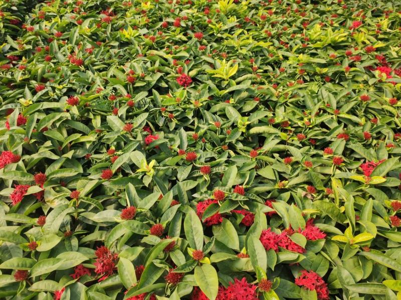 龙船花佛山基地直销一手货源，开花绿植……