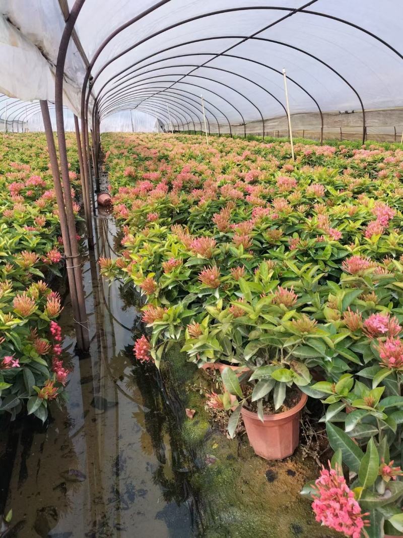 龙船花佛山基地直销一手货源，开花绿植……