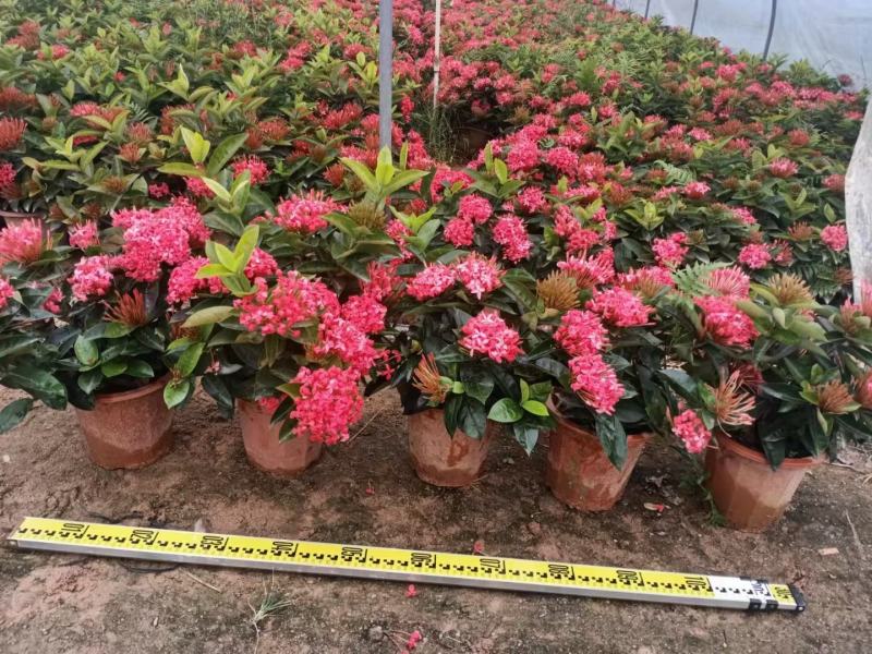 龙船花佛山基地直销一手货源，开花绿植……