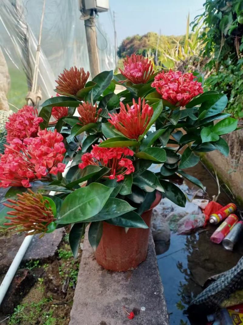 龙船花佛山基地直销一手货源，开花绿植……
