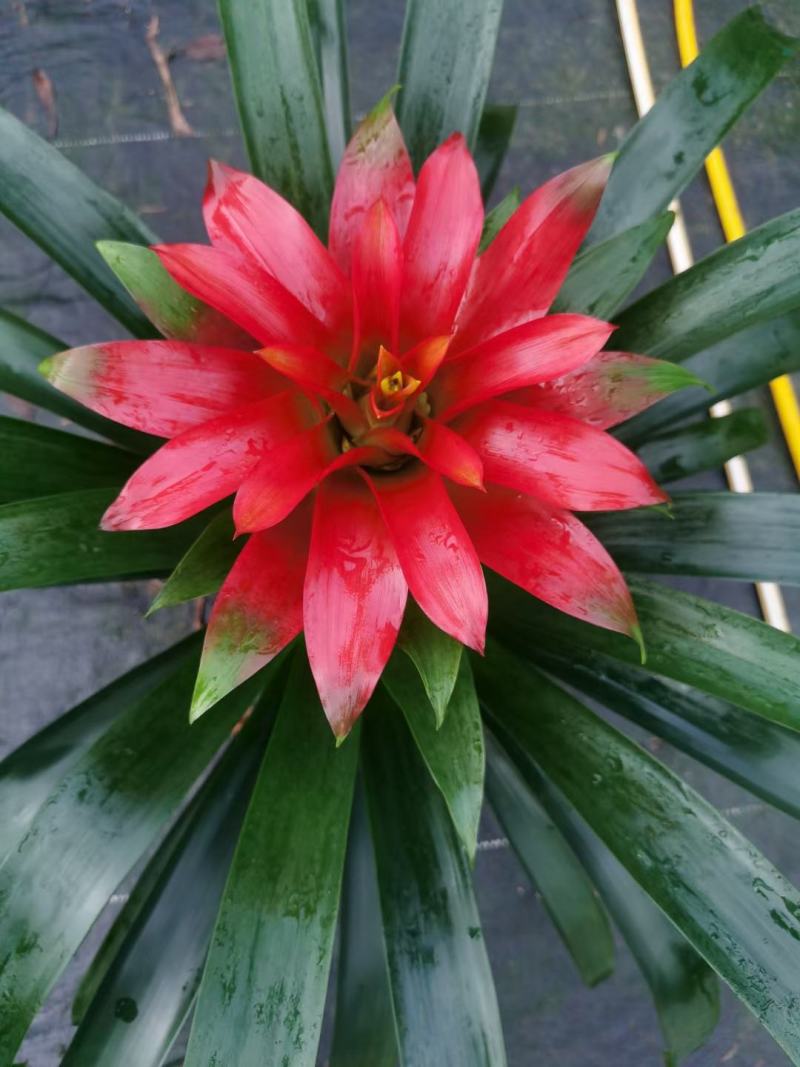 鸿运当头佛山基地直销一手货源，室内绿植批发