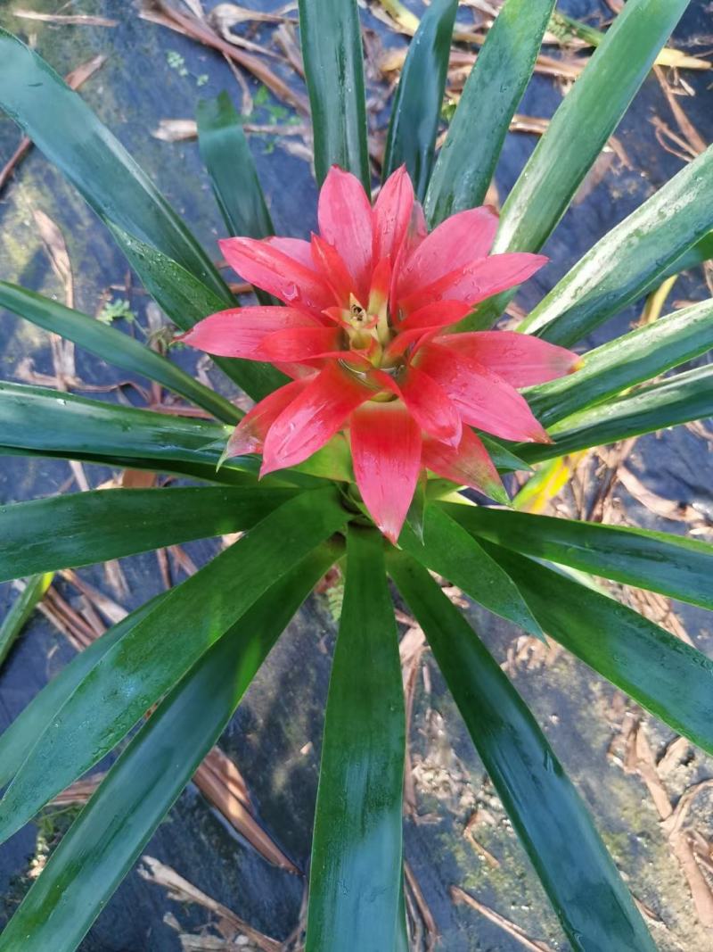 鸿运当头佛山基地直销一手货源，室内绿植批发