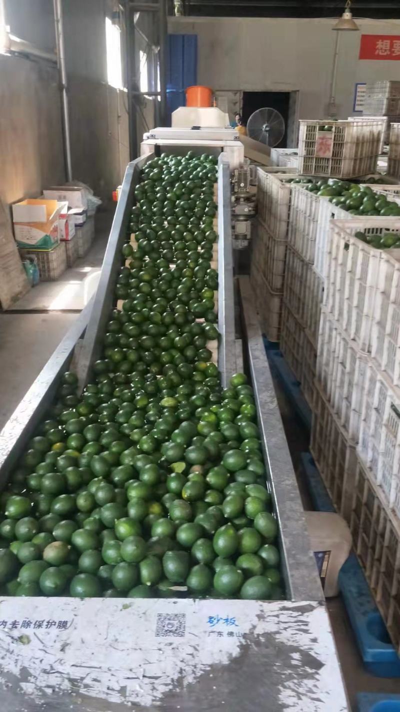 青柠檬水柠檬产地直销可供商超支持电商一件代发