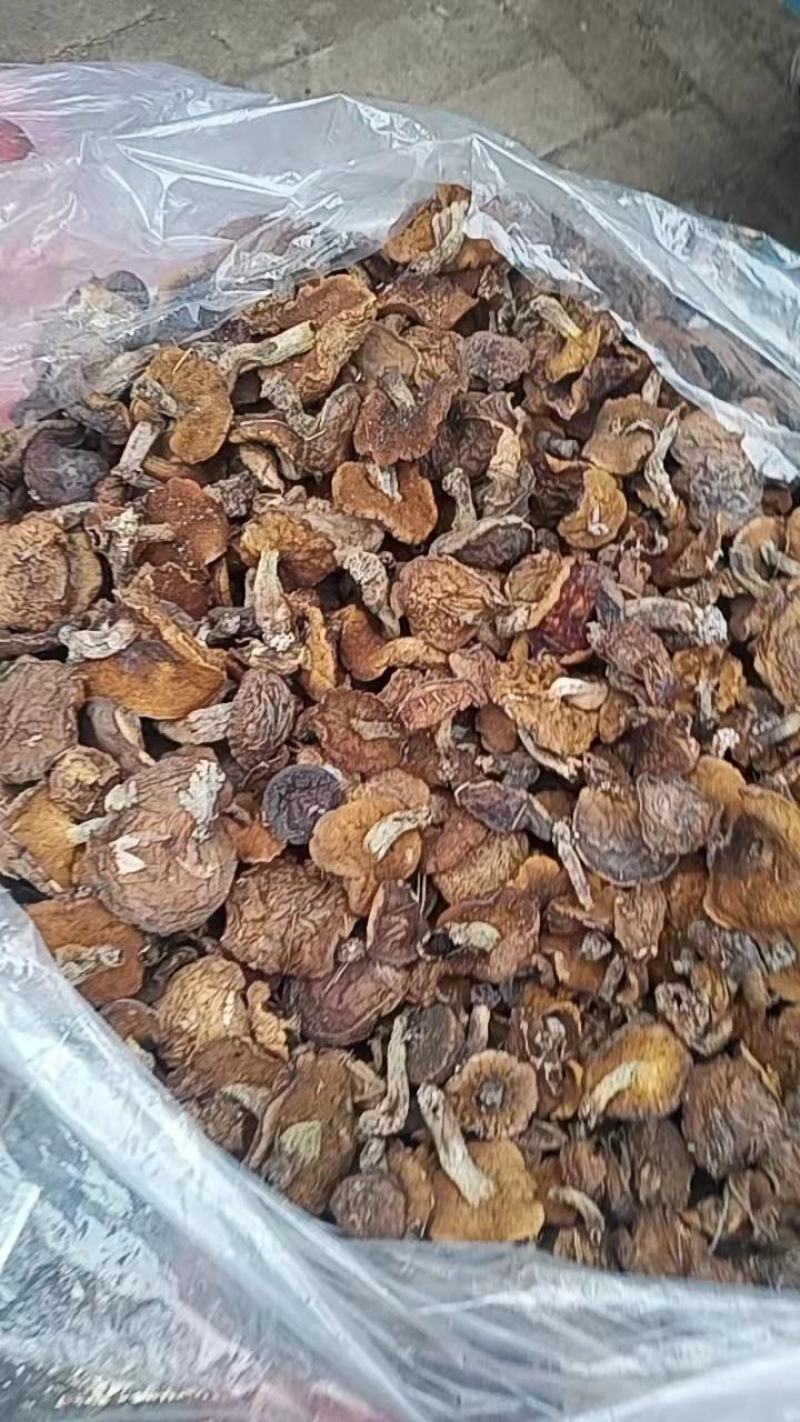松蘑条黄蘑条大量有货个头均匀欢迎采购