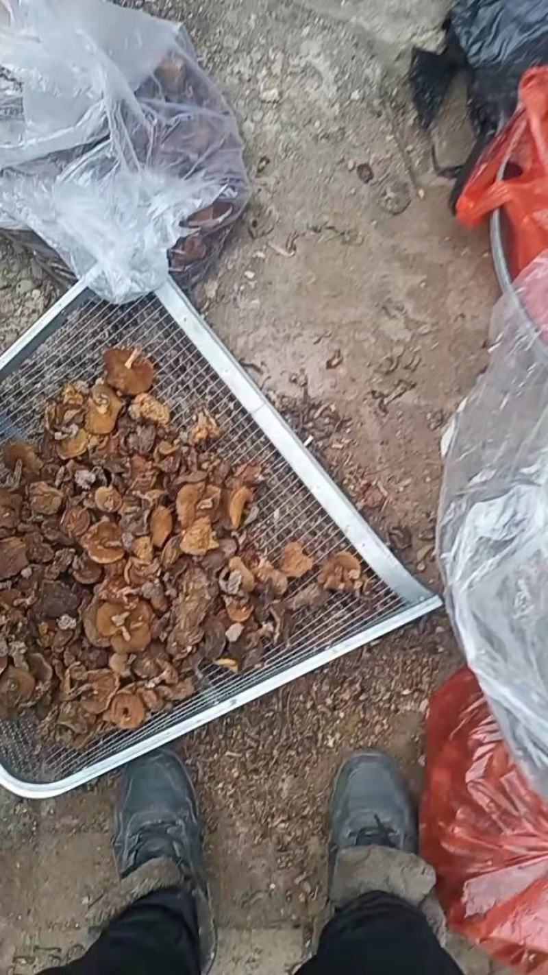 松蘑条黄蘑条大量有货个头均匀欢迎采购