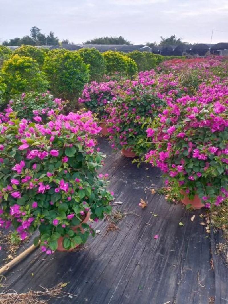 紫花三角梅佛山基地直销一手货源，四季开花