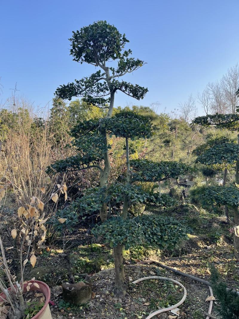 造型小叶女贞庭院别墅绿化北方可栽种易成活质量保证等您来电