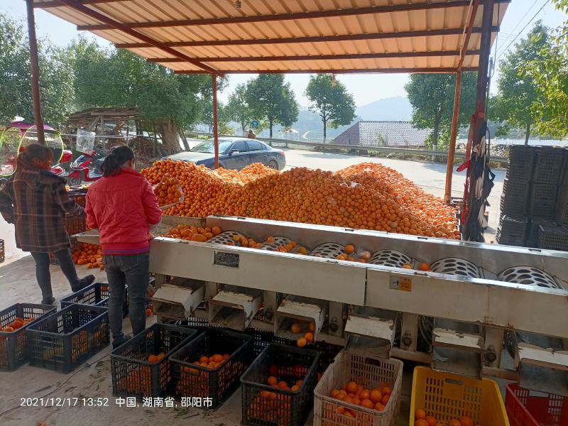 湖南橙子55以上脐橙电商小果大量批发