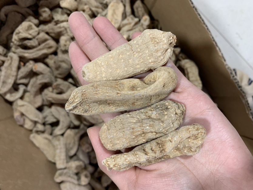 图片说明:地龙作为中药材的干制品与自然状态下的蚯蚓对比 地龙药材与土壤中的蚯蚓对比图