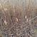 樱桃砧木苗山楂种苗高10厘米左右根系发达易成活