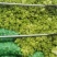 四川基地儿菜大量出货诚信经营品质保证速度联系我