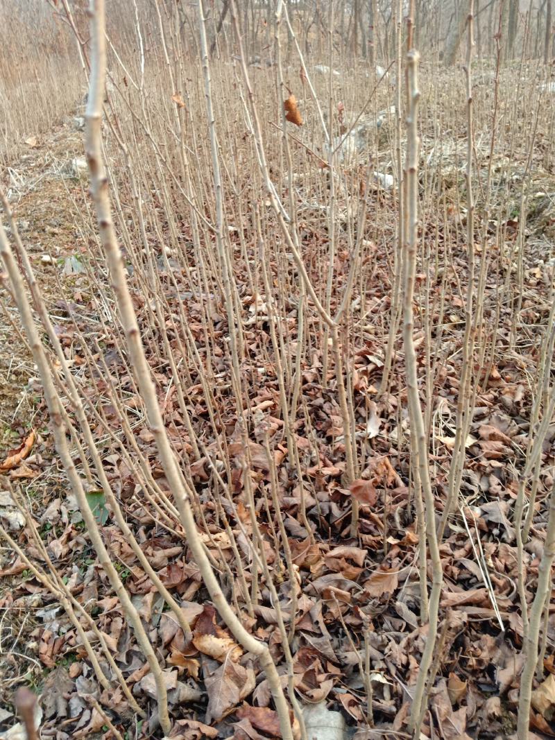 山楂苗原生芽苗高10cm左右现挖现卖质量保证