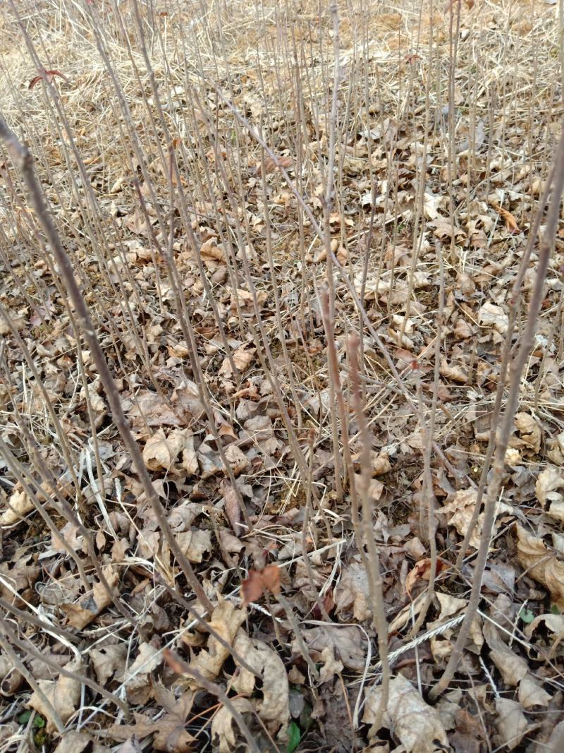 山楂苗原生芽苗高10cm左右现挖现卖质量保证