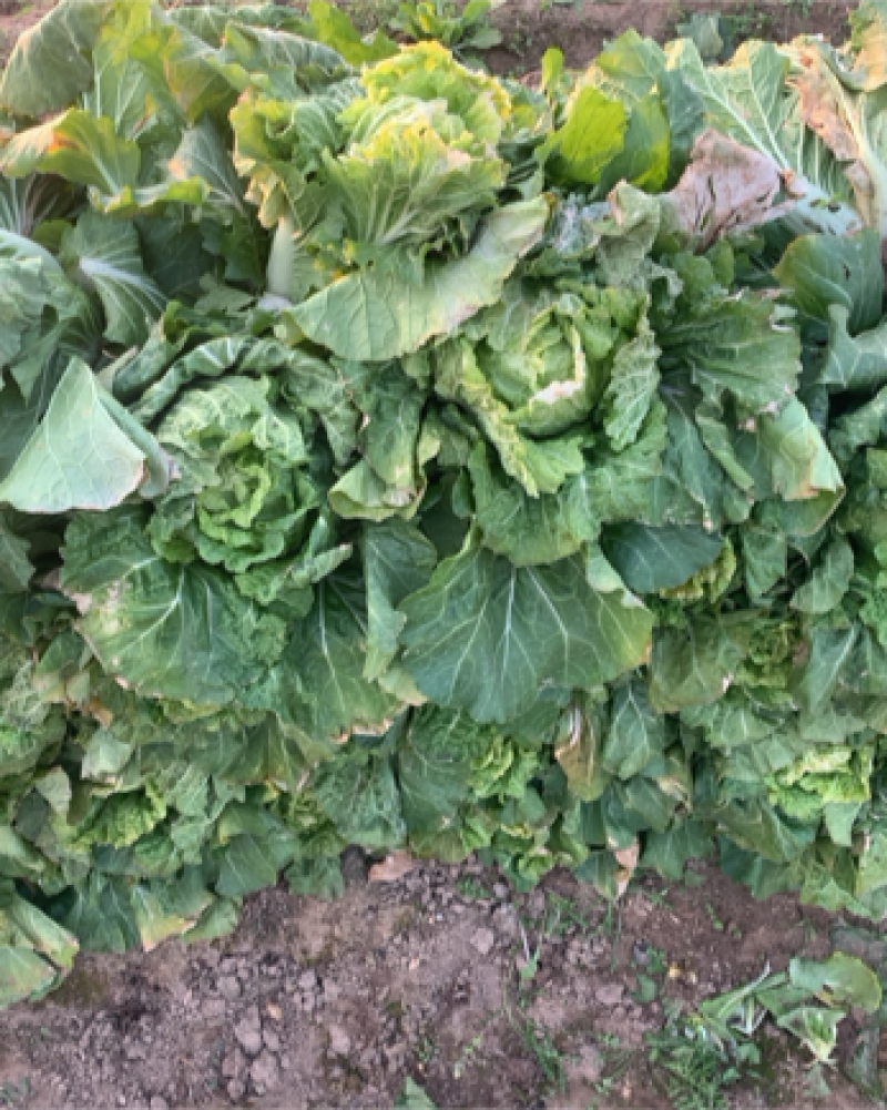 【精品黄心菜】秋晓矮颗白菜大量供应中需要联系包质量