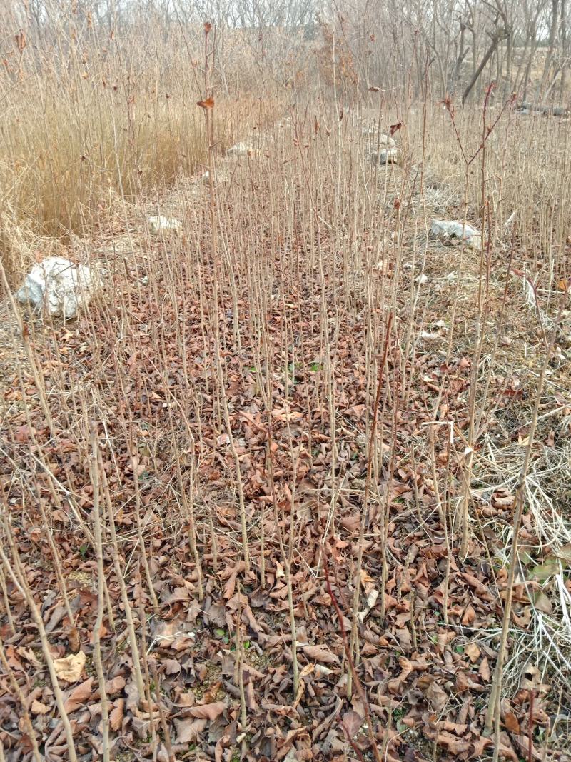 山楂苗原生芽苗高10cm左右现挖现卖质量保证
