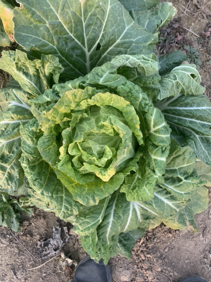 【精品黄心菜】秋晓矮颗白菜大量供应中需要联系包质量