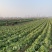 【精品黄心菜】秋晓矮颗白菜大量供应中需要联系包质量