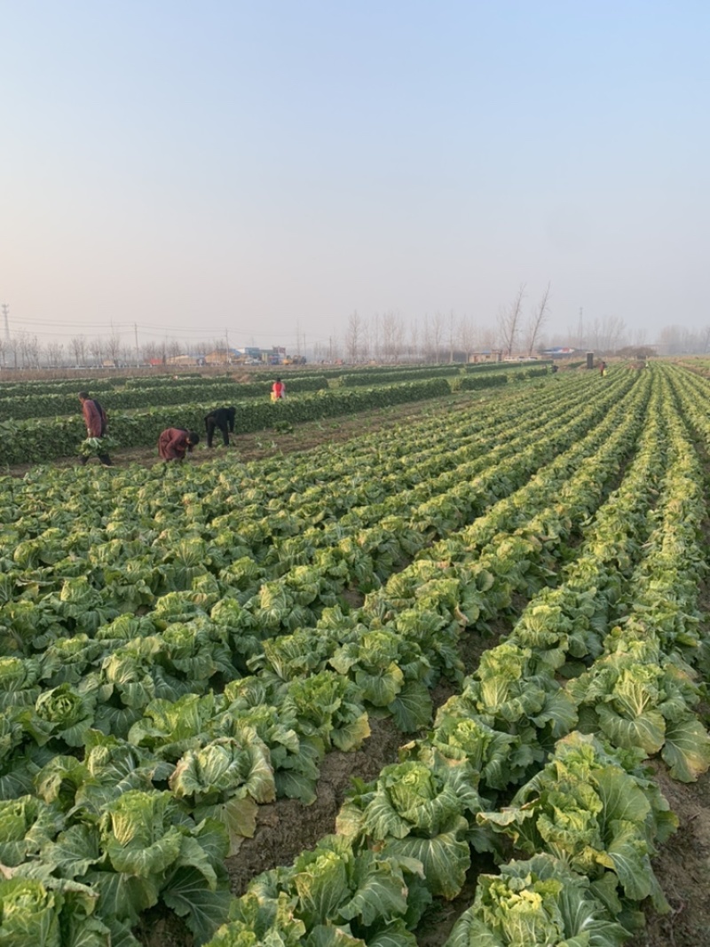 【精品黄心菜】秋晓矮颗白菜大量供应中需要联系包质量