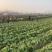 【精品黄心菜】秋晓矮颗白菜大量供应中需要联系包质量