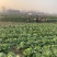 【精品黄心菜】秋晓矮颗白菜大量供应中需要联系包质量