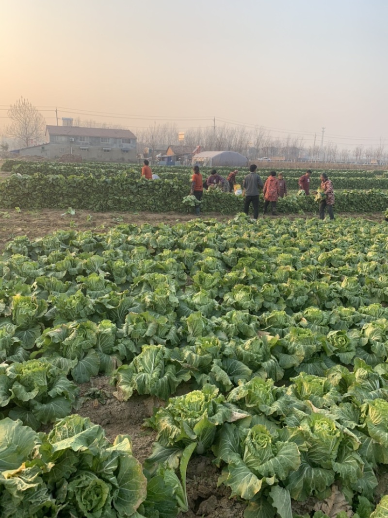 【精品黄心菜】秋晓矮颗白菜大量供应中需要联系包质量