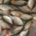 优质淡水白鲳鱼苗基地直供货源充足(水花出售)
