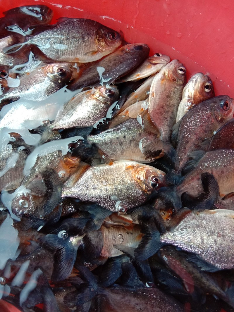 优质淡水白鲳鱼苗基地直供货源充足(水花出售)