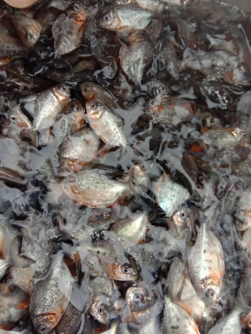 优质淡水白鲳鱼苗基地直供货源充足(水花出售)