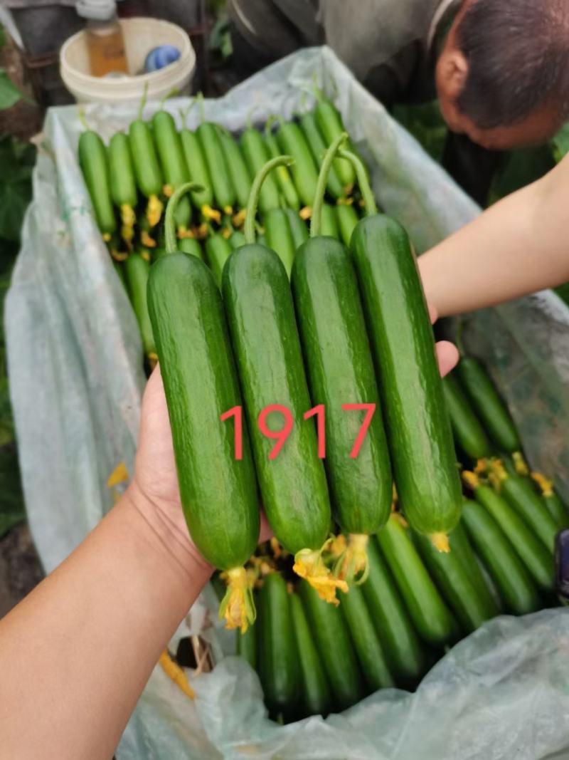 包邮1917水果小黄瓜种子无刺小黄瓜种子乳瓜高产抗病