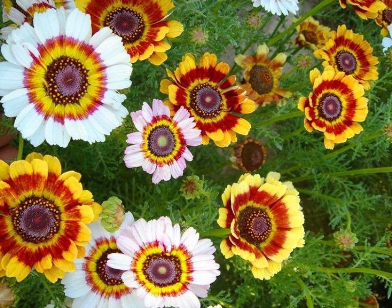 花环菊种子混色四季种园林景观花海公园花卉种子阳台花卉种子