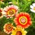 花环菊种子混色四季种园林景观花海公园花卉种子阳台花卉种子