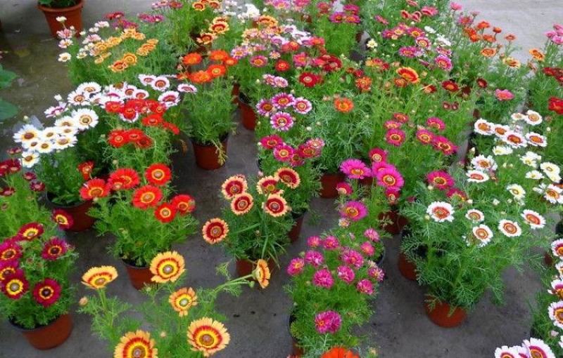 花环菊种子混色四季种园林景观花海公园花卉种子阳台花卉种子