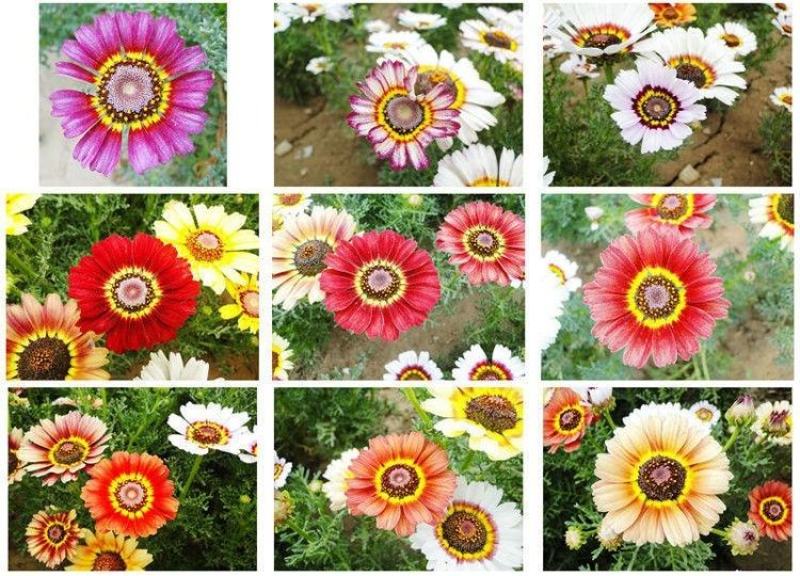 花环菊种子混色四季种园林景观花海公园花卉种子阳台花卉种子