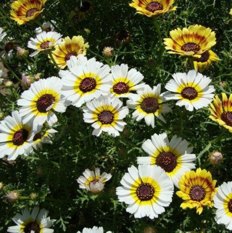 花环菊种子混色四季种园林景观花海公园花卉种子阳台花卉种子