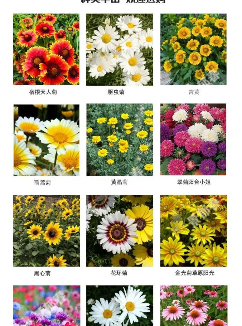 花环菊种子混色四季种园林景观花海公园花卉种子阳台花卉种子