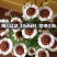 花环菊种子混色四季种园林景观花海公园花卉种子阳台花卉种子