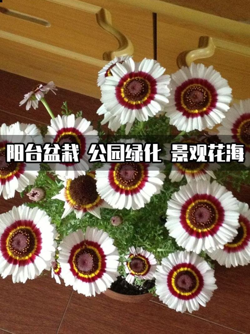 花环菊种子混色四季种园林景观花海公园花卉种子阳台花卉种子