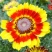 花环菊种子混色四季种园林景观花海公园花卉种子阳台花卉种子