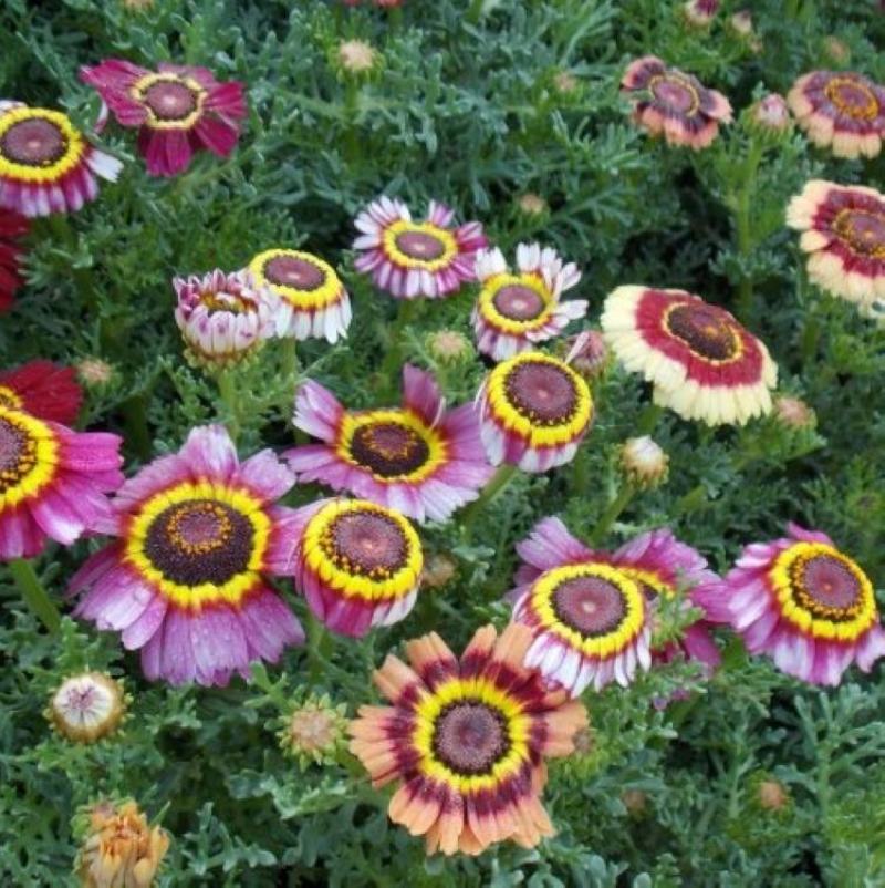 花环菊种子混色四季种园林景观花海公园花卉种子阳台花卉种子