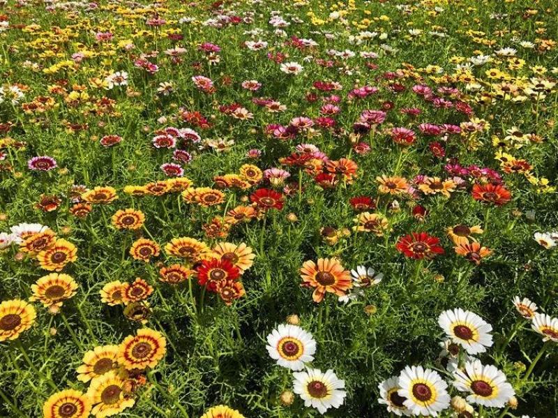 花环菊种子混色四季种园林景观花海公园花卉种子阳台花卉种子
