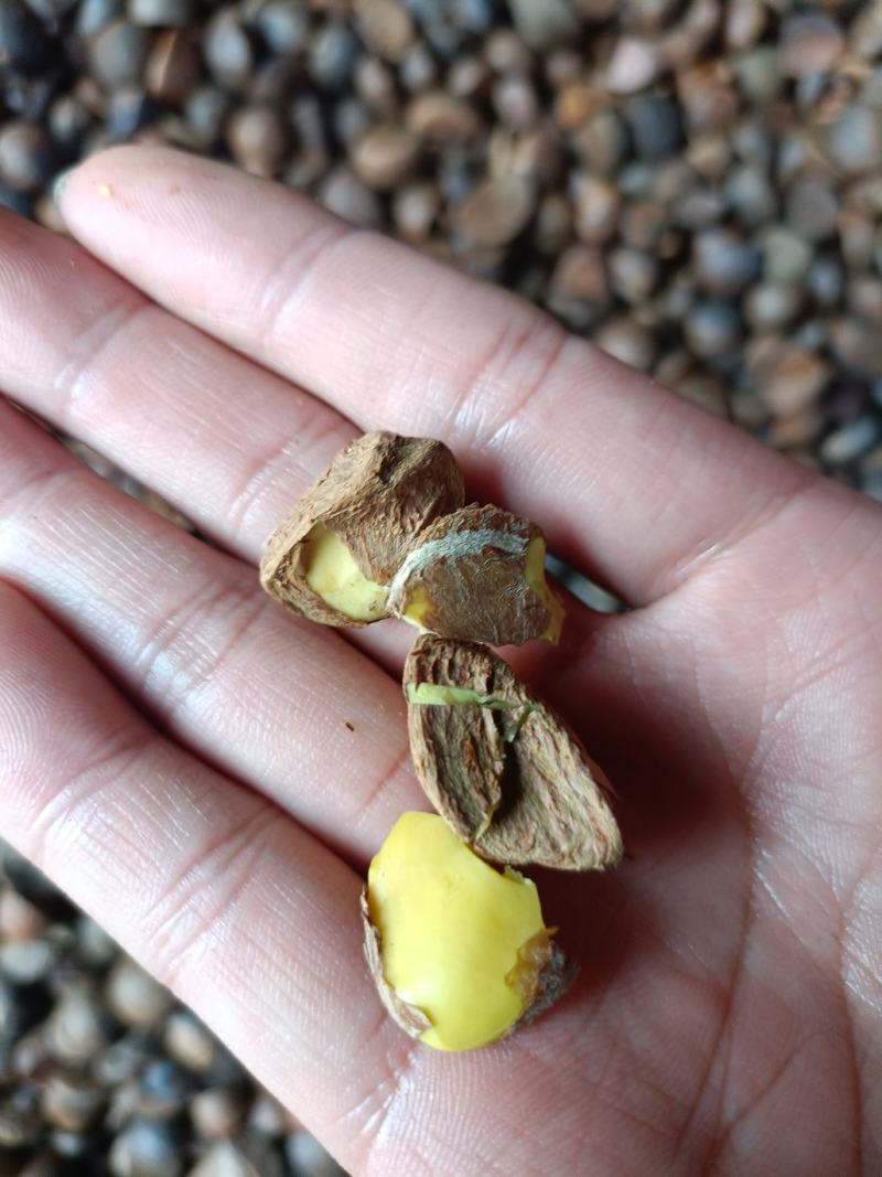 油茶籽