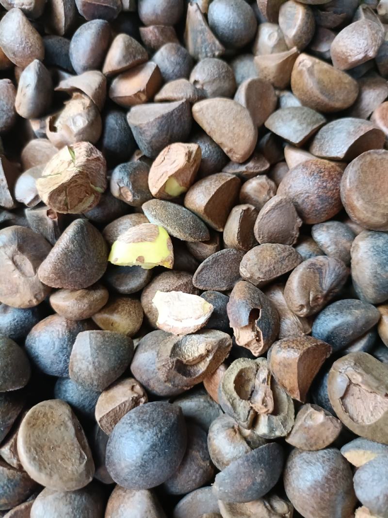 油茶籽