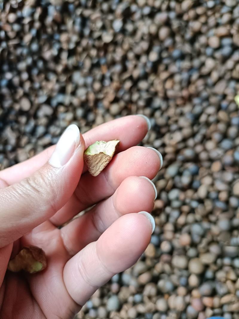油茶籽