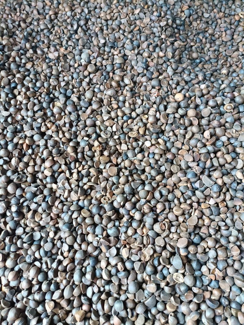 油茶籽