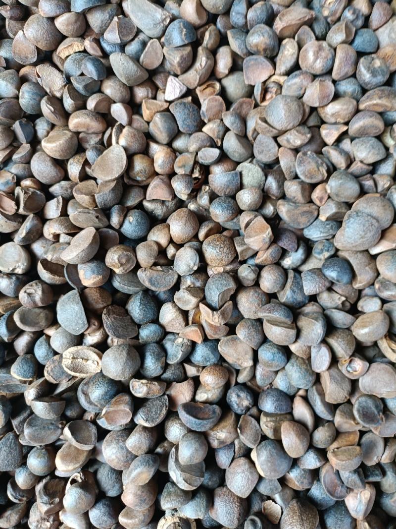 油茶籽