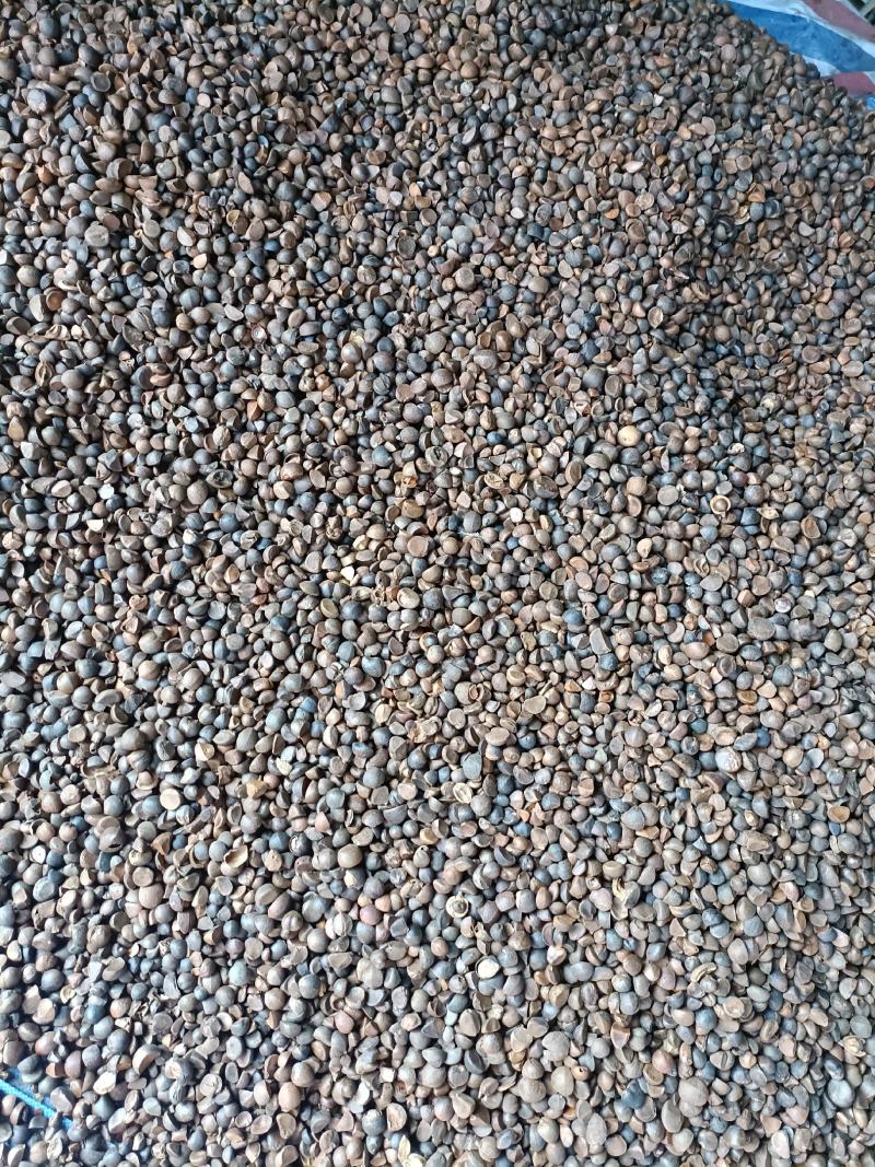 油茶籽