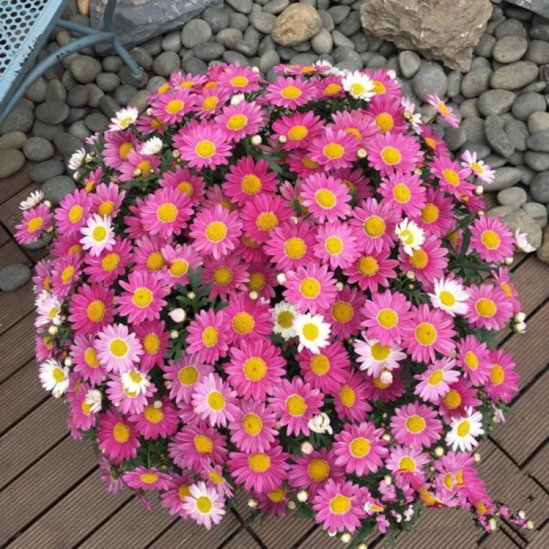 茼蒿菊种子玛格丽特花卉种子花卉盆景室内阳台花卉种子籽