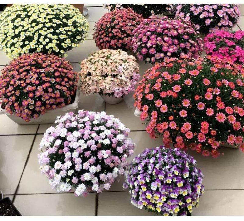 茼蒿菊种子玛格丽特花卉种子花卉盆景室内阳台花卉种子籽