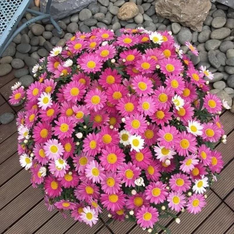 茼蒿菊种子玛格丽特花卉种子花卉盆景室内阳台花卉种子籽